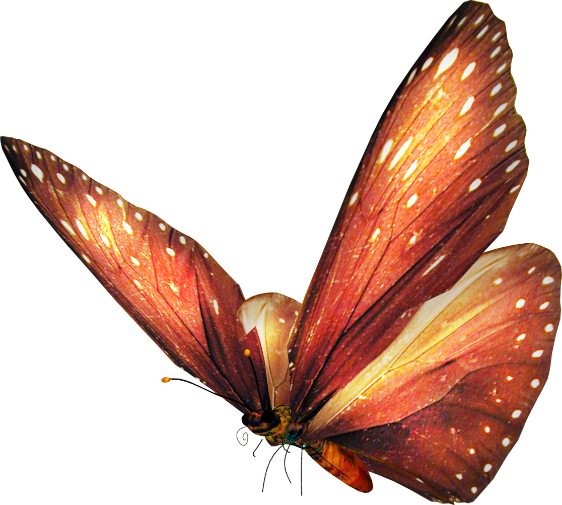Imagenes De Mariposas Sin Fondo - Animales Png Sin Fondo (1116x1003), Png Download