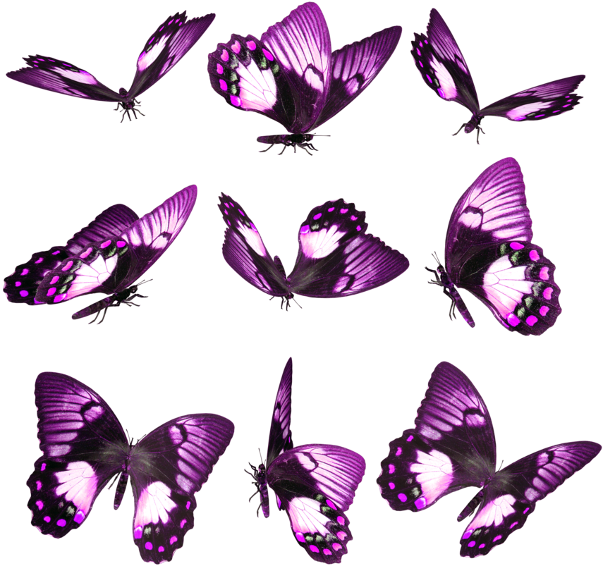 Hace Un Tiempo Estuve Traduciendo Una Guía Sobre Mariposas - Purple Butterfly On Finger Iphone 5 / 5s Case (900x900), Png Download