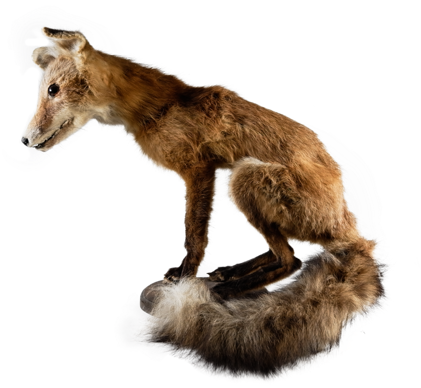 Fox Pearched On Wood Plank (1000x1251), Png Download