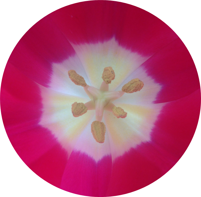 Sacred Geometry (675x661), Png Download