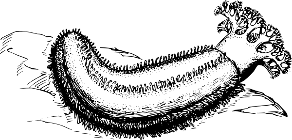 Original Png Clip Art File Sea Cucumber Svg Images (600x289), Png Download