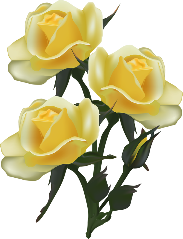 Фото, Автор Soloveika На Яндекс - Yellow Rose Drawing Png Transparent (612x800), Png Download