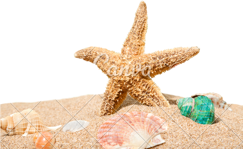 Sand Photos By Canva - Starfish Beach Png (800x533), Png Download