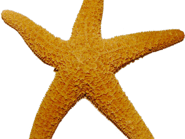 Starfish Png Transparent Images - Starfish Transparent (640x480), Png Download