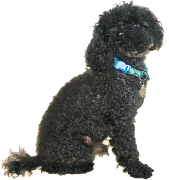 Carlos - Toy Poodle (705x756), Png Download