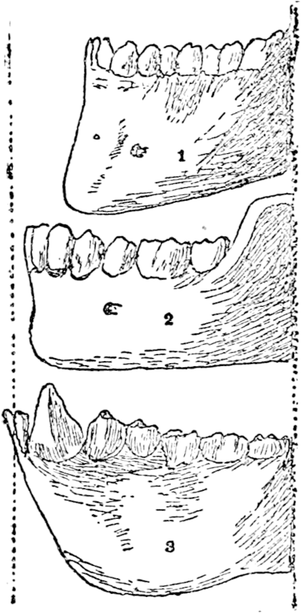 Profile Of Lower Jaws - Line Art (450x888), Png Download
