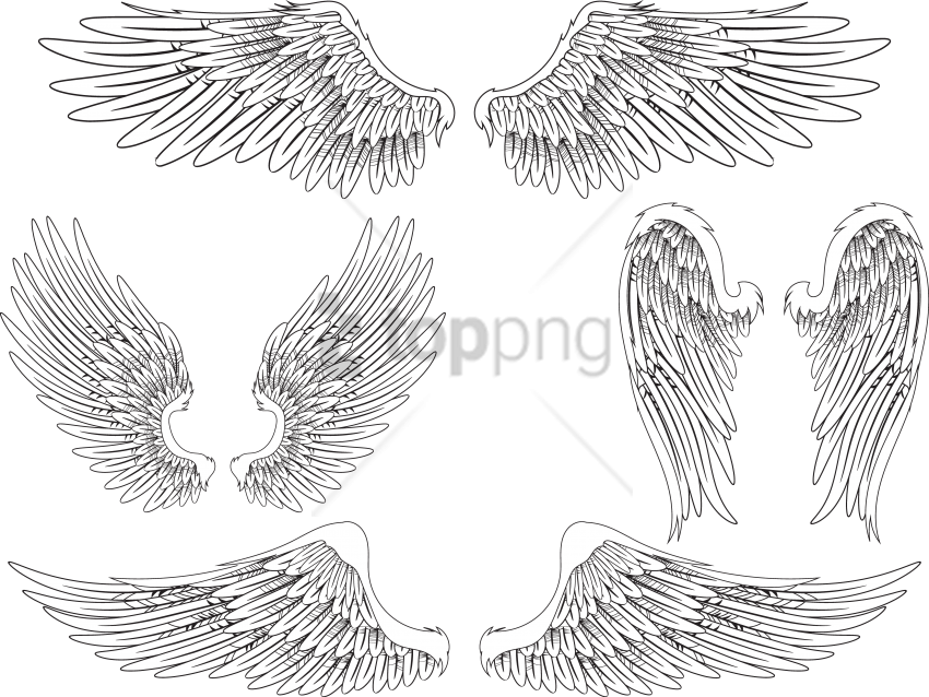 Free Png Download Angel Wing Bird Feather Png Images - Feathered Angel Wings Drawing (850x638), Png Download
