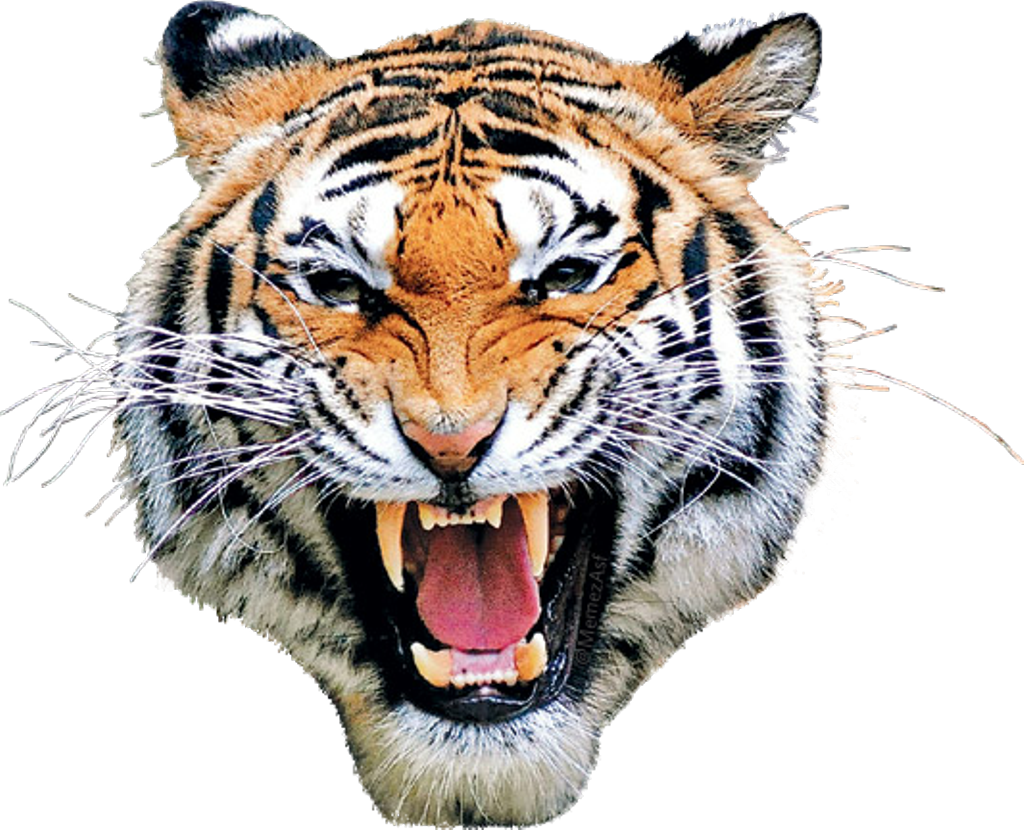 #tiger #mask #head #eyes #animal #animalface - Tiger Of Bangladesh (1024x830), Png Download
