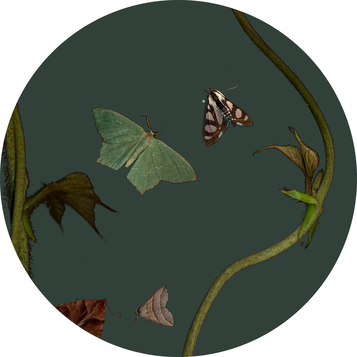 “untitled ”, - Moth (1500x1500), Png Download
