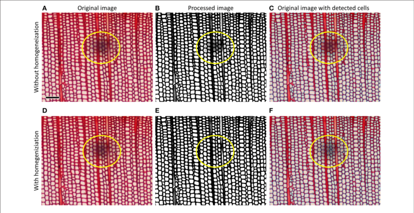 Top Row Shows How Tracheid Lumina Obscured By A Dust - Circle (850x438), Png Download