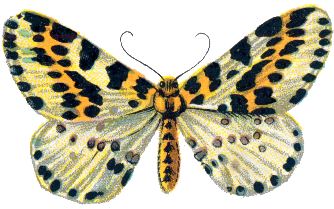 File - Abraxas Grossulariata - Png - Riodinidae (1163x724), Png Download