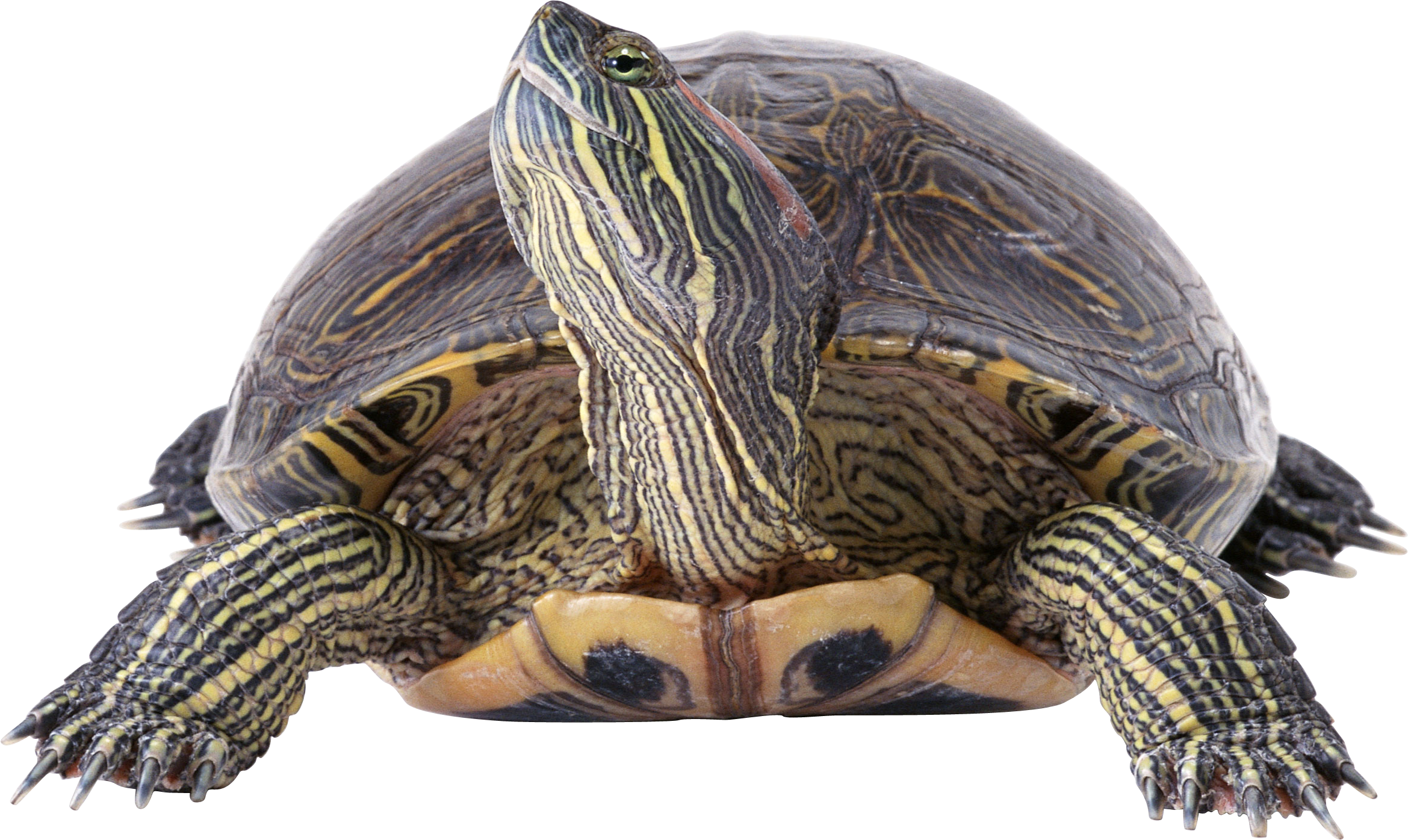 Download Turtle Png Transparent Images Transparent - 1366 768 高清 壁纸 (2339x1396), Png Download