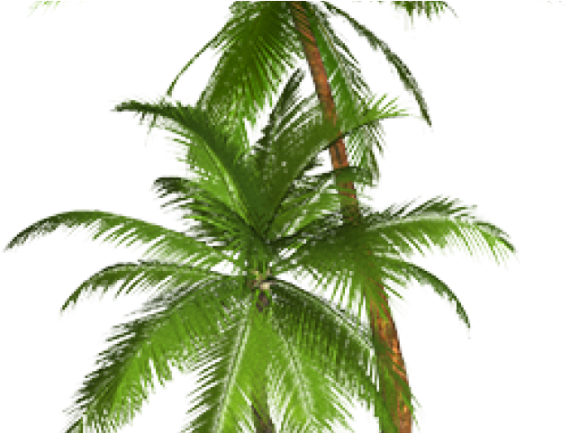 Palm Tree Clipart Transparent Png - Png Format Palm Tree Png (640x480), Png Download