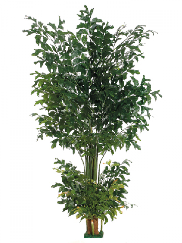 8' Fishtail Palm Tree With 1002 Leaves & Square Base - Houseplant (800x800), Png Download