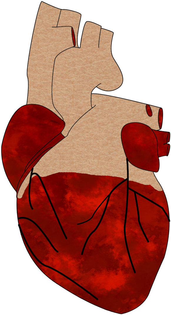 Download A Realistic Heart - Cartoon PNG Image with No Background - Download A Realistic Heart - Cartoon PNG Image with No Background -