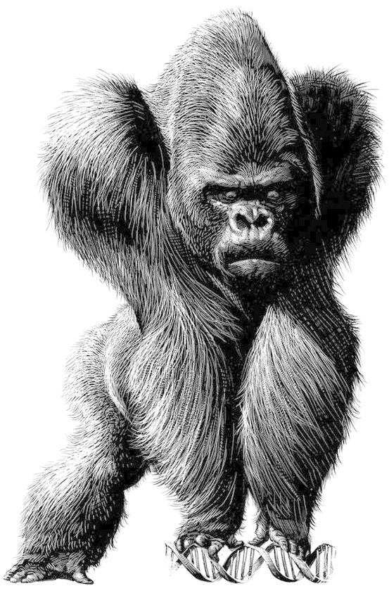 Clip Art Transparent Library Spain Chile Satire Illustration - Gorilla Illustration (564x842), Png Download