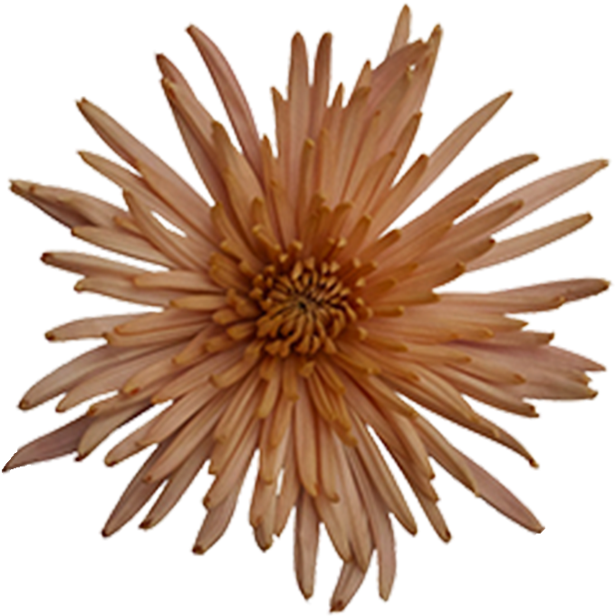 Anastasia Bronze Fuji Anastasia Bronze Fuji - Chrysanths (800x800), Png Download