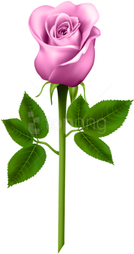 Free Png Download Pink Rose Png Images Background Png - Roses Png (480x881), Png Download