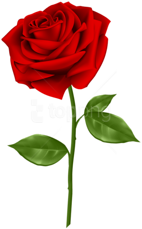 Free Png Download Red Rose Png Images Background Png - Red Rose With Transparent Background (480x773), Png Download
