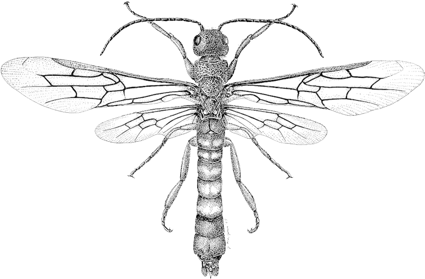 Dragonfly Tattoos Png Background - Bugs And Insects Drawings (900x603), Png Download
