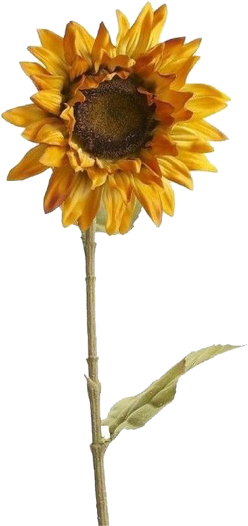 Sunflower Sticker (1024x1024), Png Download