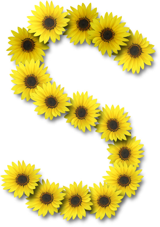 Alfabeto Sunflowers - Sunflower Letter S (531x753), Png Download