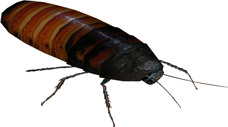 Cockroach Png - Madagascar Hissing Roaches Png (830x830), Png Download
