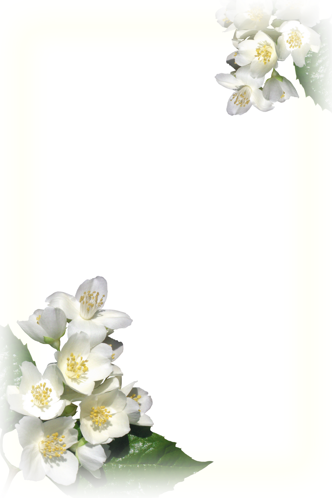 Desenhos Para Ebd - Moldura Frame Flores Brancas (1067x1600), Png Download