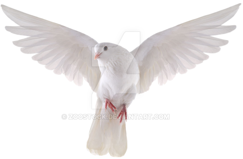 Dove Png Transparent Background - Flying Dove (1018x785), Png Download