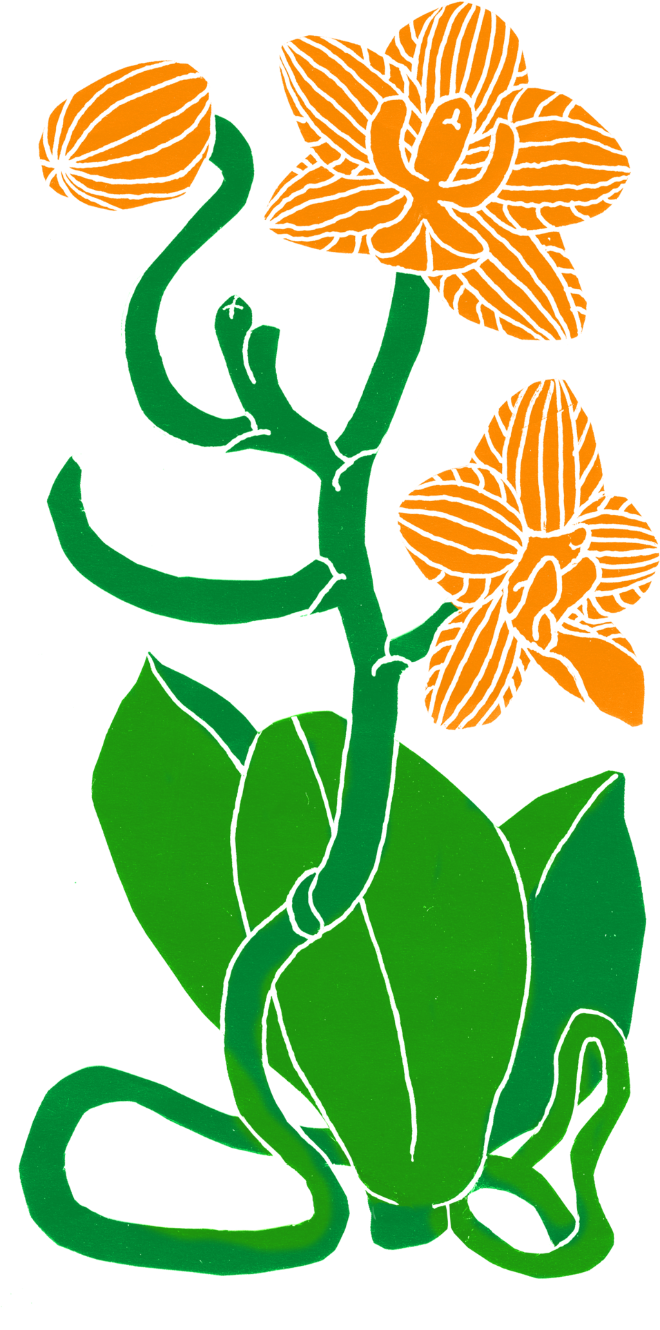 Orchid Plant (1000x2001), Png Download