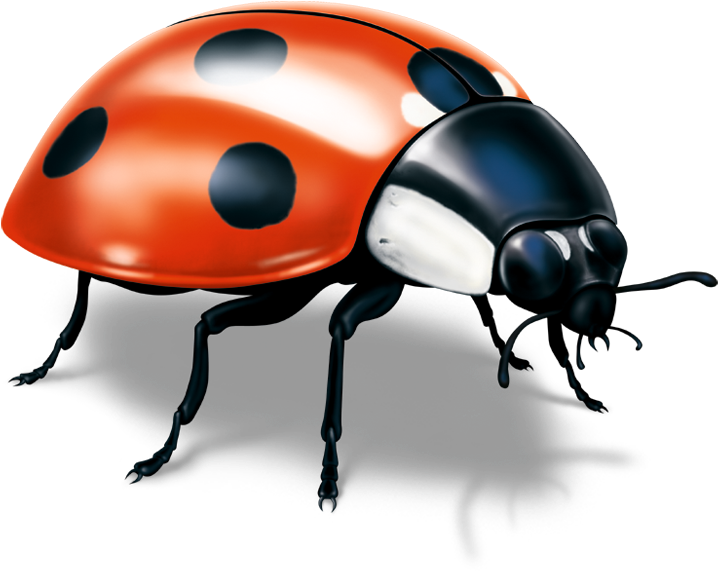 Broschüren Mit Klebebindung Können Mit Hochwertiger - Ladybug (735x586), Png Download