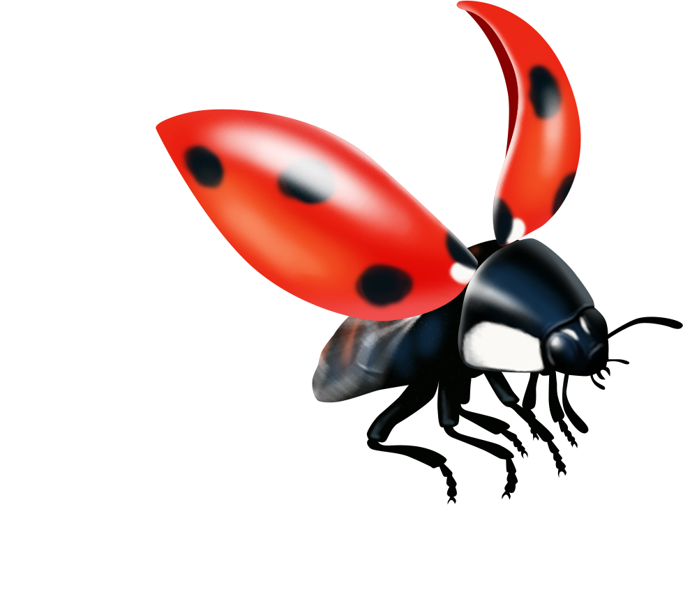 Broschüren Mit Klebebindung Können Mit Hochwertiger - Ladybug (979x882), Png Download