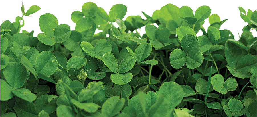 Chengeta Crop Care - Wood Sorrel Family (900x600), Png Download