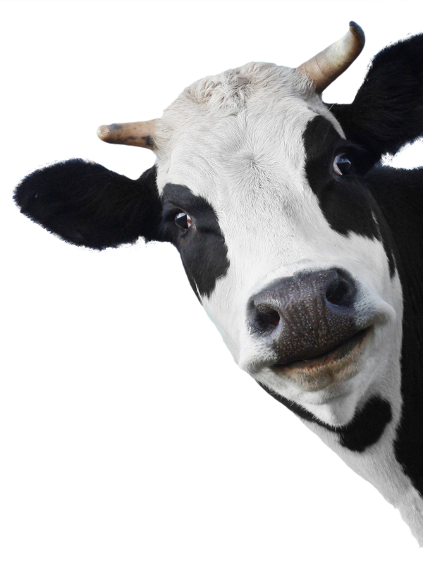 Sunday 28 April - Vache Face (600x799), Png Download