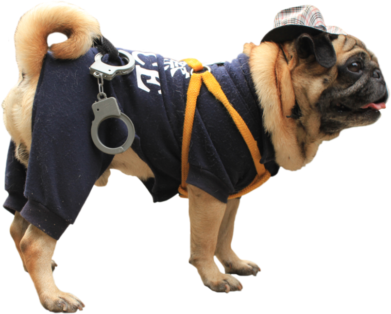 Related Wallpapers - Pug (1095x730), Png Download