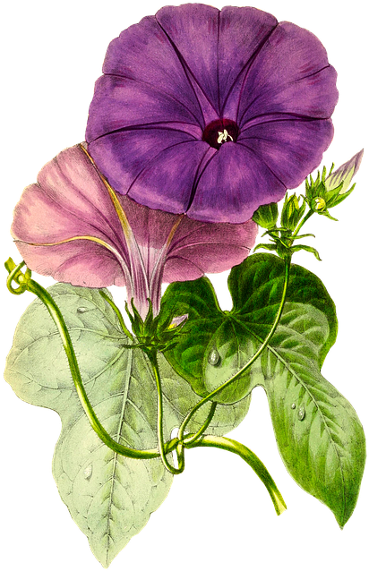 Plant, Flower, Nature, Leaf, Isolated, Vintage, Blossom - Pansy Flower Hd Png (462x720), Png Download