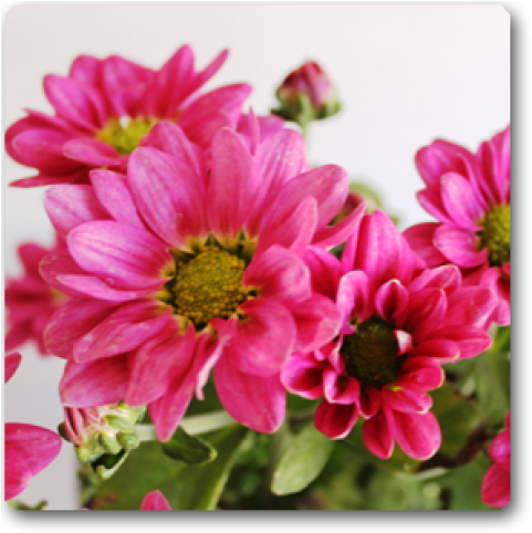 Shevanti Chrysanthemum Shevanti Rani Plant - Zinnia Angustifolia (650x489), Png Download