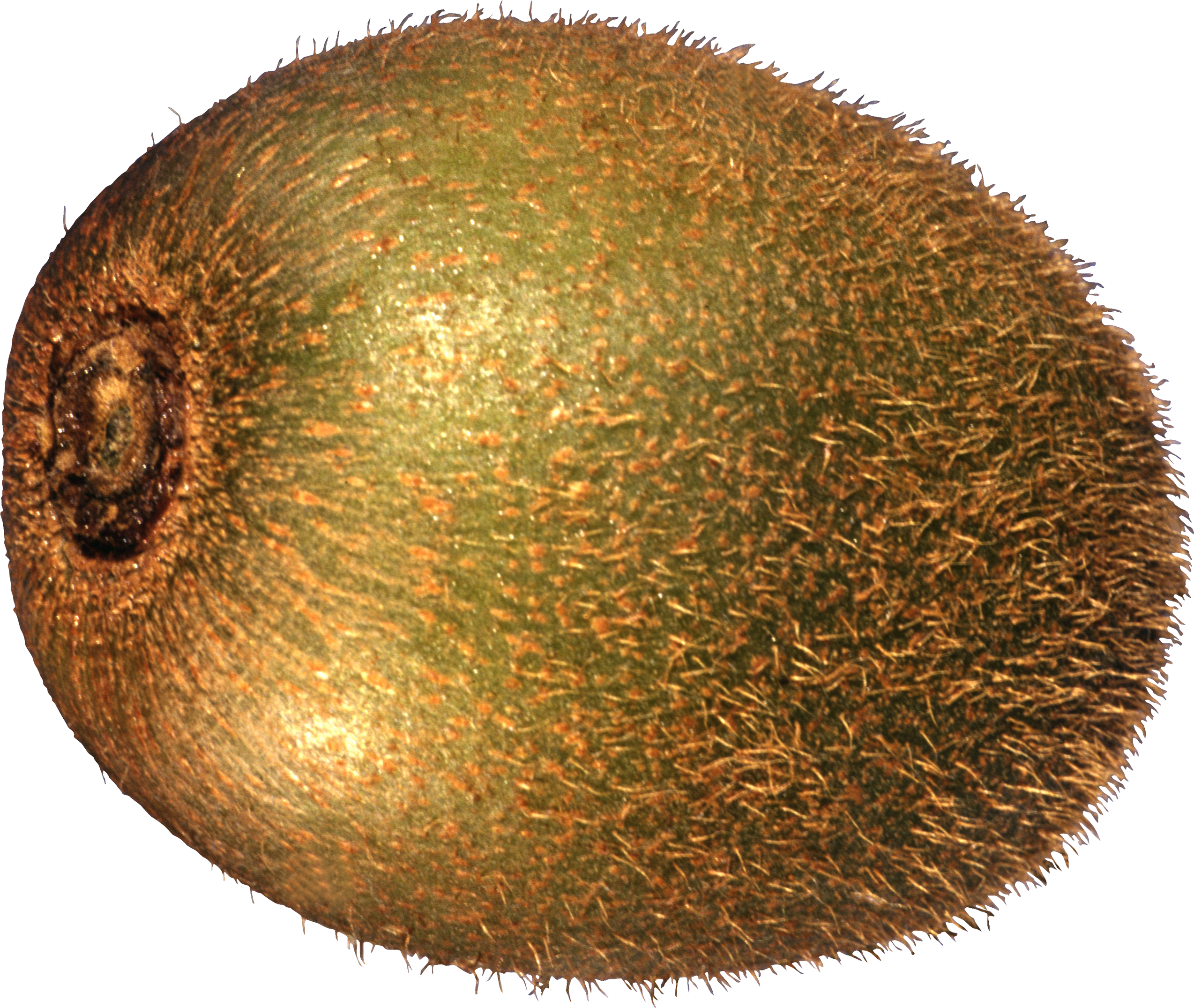 Kiwi Fruit Transparent Background (2548x2150), Png Download