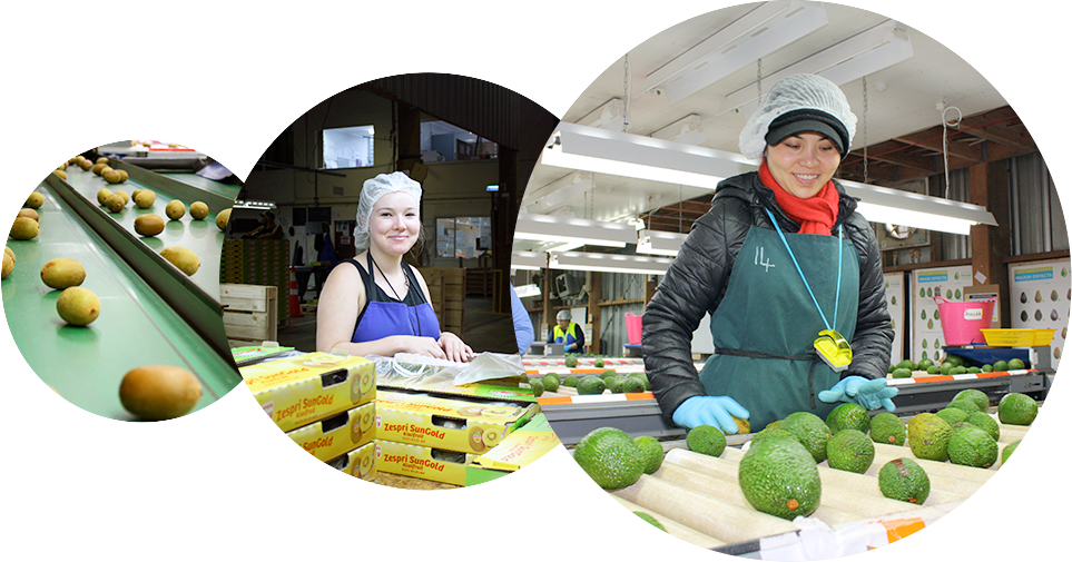 Packhouse - Avocado (963x505), Png Download