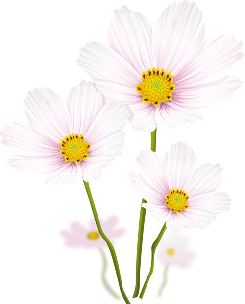 Tubes Fleurs Colorful Pictures, White Flowers, Leaf - ดอกไม้ สี ขาว Png (500x619), Png Download