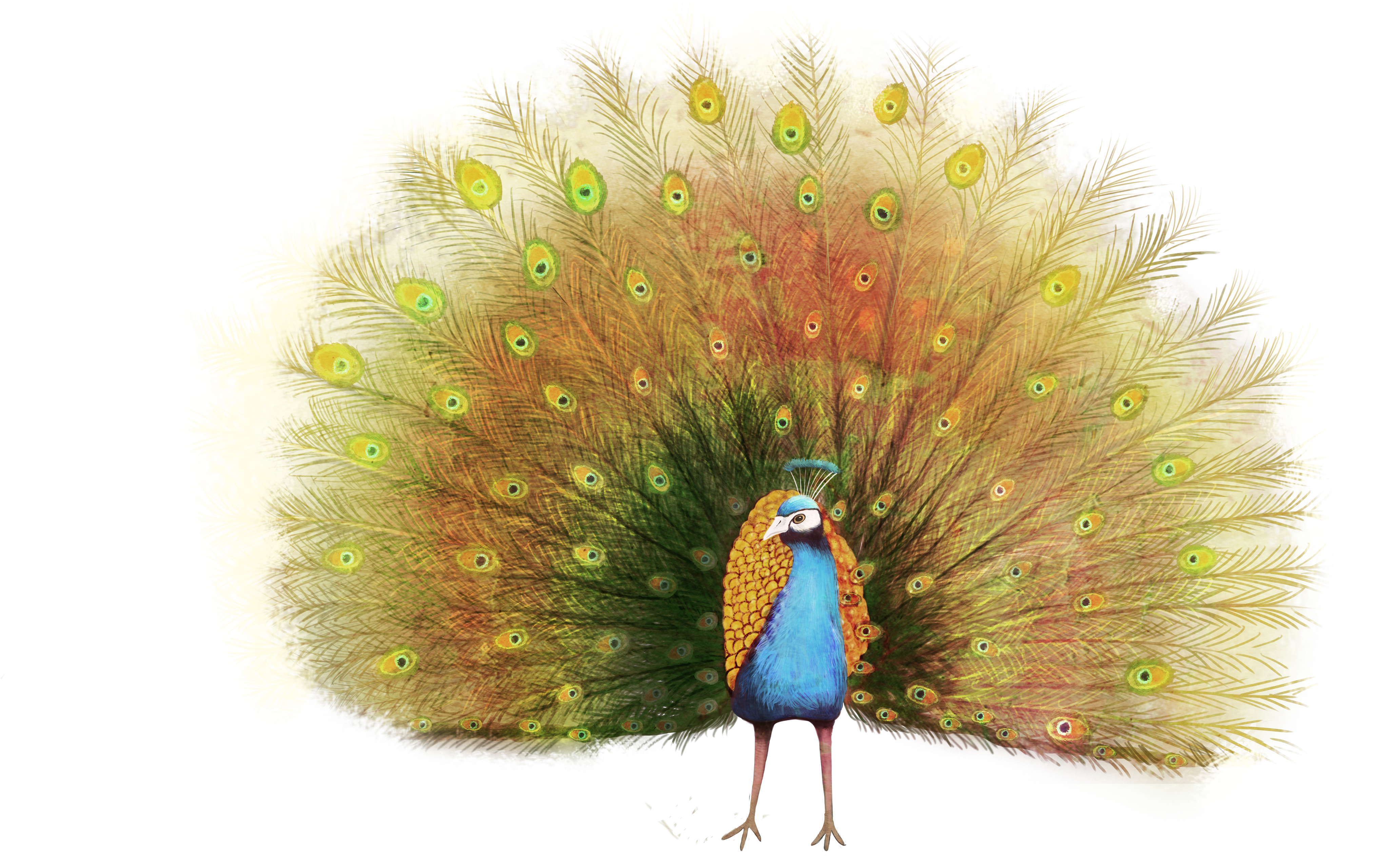 Peafowl Painting Illustration Transprent - Pavo Real En Fondo Transparente (4571x2733), Png Download