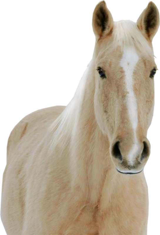 The Horse - Stallion (544x800), Png Download