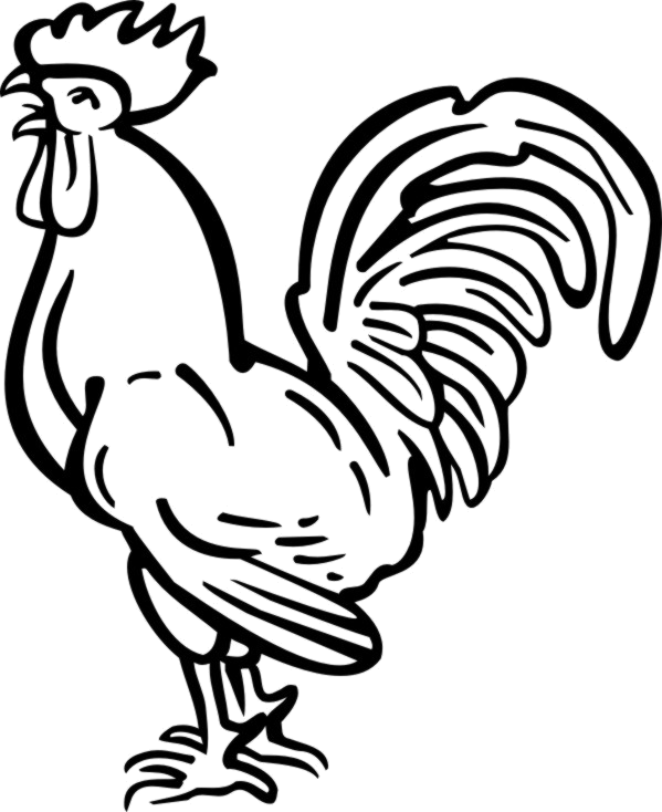 Tattoo Chicken Haan Rooster Download Hq Png - Rooster Line Drawing (599x734), Png Download
