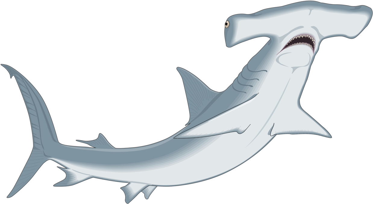 Hammerhead Shark Clipart Clip Art - Hammerhead Shark Clipart (1280x705), Png Download