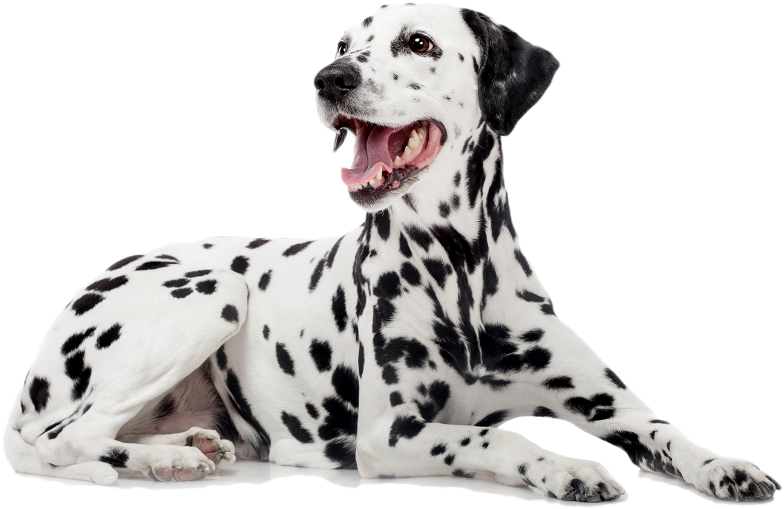Dalmatian - - Dalmatiner (1300x800), Png Download