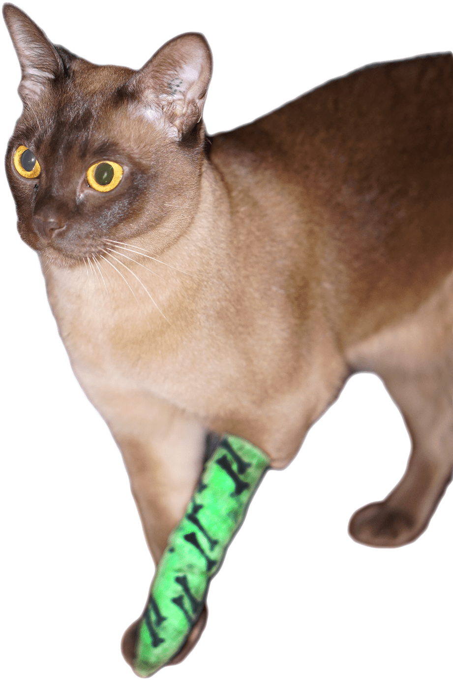 Loki Bandage 1 Web Transparent - Burmese (1000x1442), Png Download