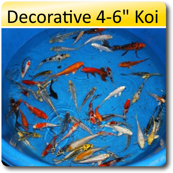 Decorative 4 6 Koi 4 6 Decorative Koi [dec46] - Koi (638x638), Png Download