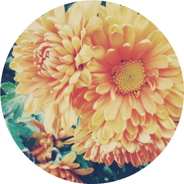Cosmos Are Bright Delicate, Colorful Flowers - Crown Daisy (726x660), Png Download