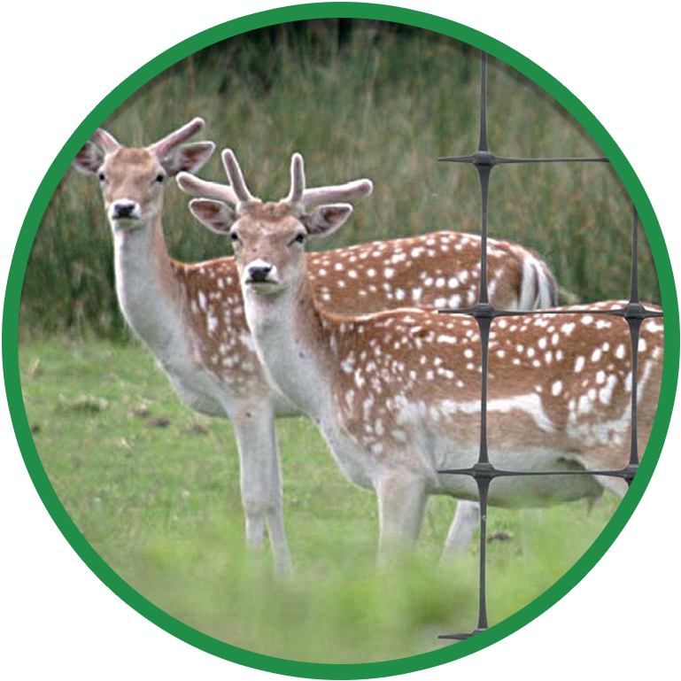 Fallow Deer (800x800), Png Download