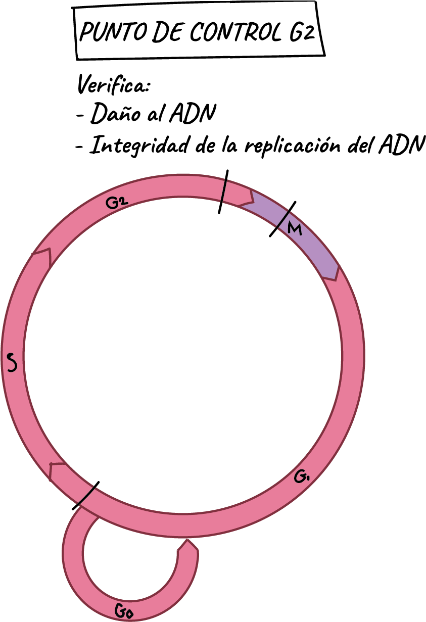 El Punto De Control G 2 2 2 Start Subscript, 2, End - Puntos De Control Del Ciclo Celular (1169x1333), Png Download